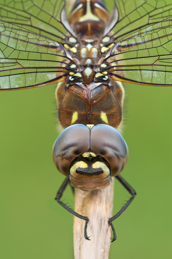 Migrant Hawker 7